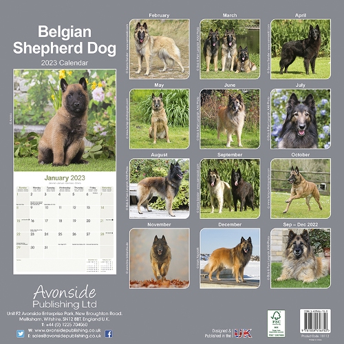 Belgian Shepherd Calendar 2023 (Square) Dogs Naturally